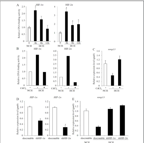 Fig. 5.  The role of HIF-1α and HIF-2α in the hypoxia-mediated inhibition of hypertrophic differentiation  of ATDC5 cells