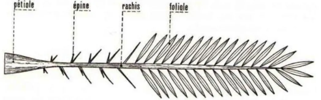 Figure 07 : Palme de dattier (Munier, 1973). 