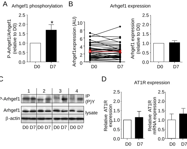 Figure S2. Arhgef1 phosphorylation, Arhgef1 and AT1 receptor expression in human PBMC before (D0) and after (D7) 7 days of low-sodium/high potassium diet