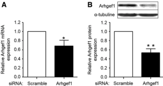 Figure 1. siRNA targeting Arhgef1 decreases Arhgef1 mRNA  (A) and protein expression (B) in human coronary artery  smooth muscle cell
