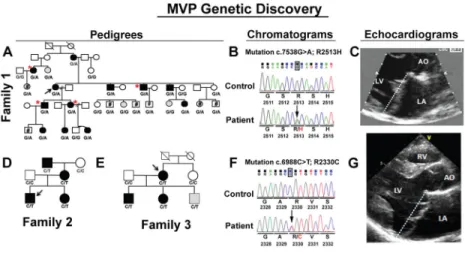 Figure 1. Pedigrees, mutation, and phenotype