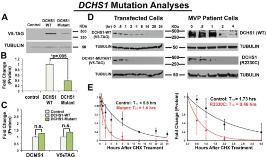 Figure 3. DCHS1 Mutations Result In Diminished Protein Levels