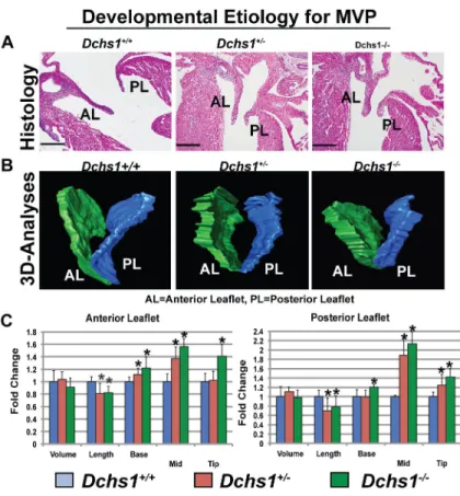 Figure 5. Developmental Etiology for MVP