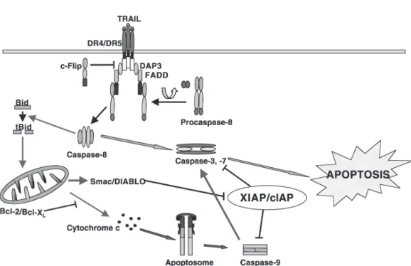 Figure 1.1: Simpli fi ed representation of the TRAIL pathway