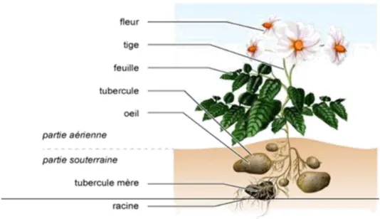 Figure 02 : le système aérien et souterrain de la pomme de terre  3-2-1-Structure du tubercule : 