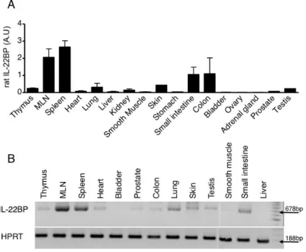 Figure 1. Tissue expression pattern of IL-22BP in the rat