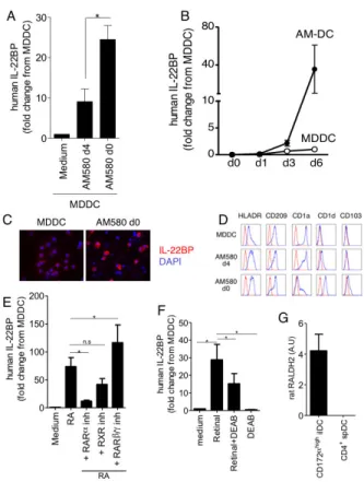 Figure 8. AM580-induced differentiation of MDDC enhances IL-22BP expression