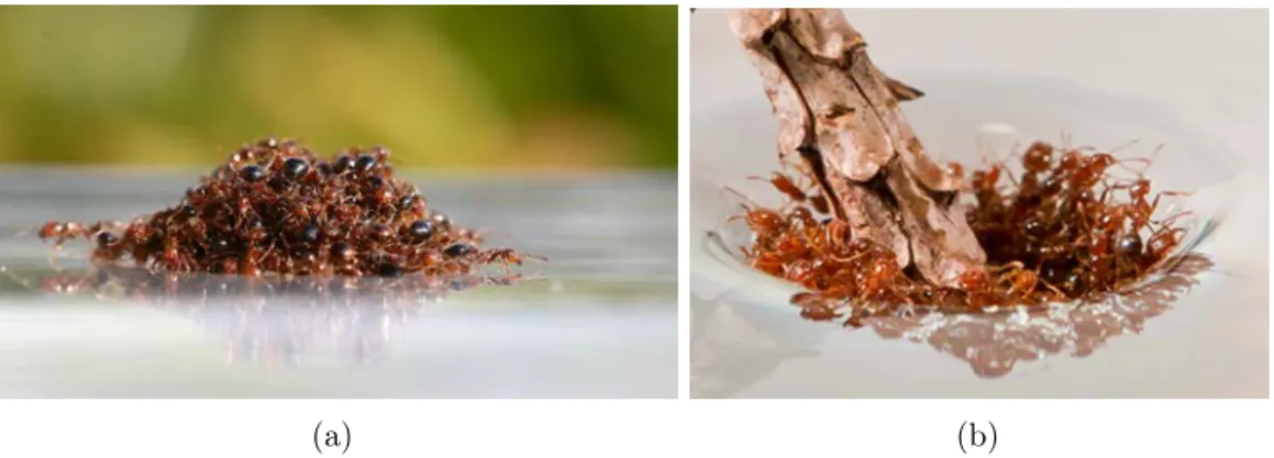Figure 1.1 – Examples of collective behaviors exhibited by fire ants. Fig. 1.1(a): a raft of 500 fire ants, composed of a partially wetted layer of ants on the bottom and dry ants on top, from [16]
