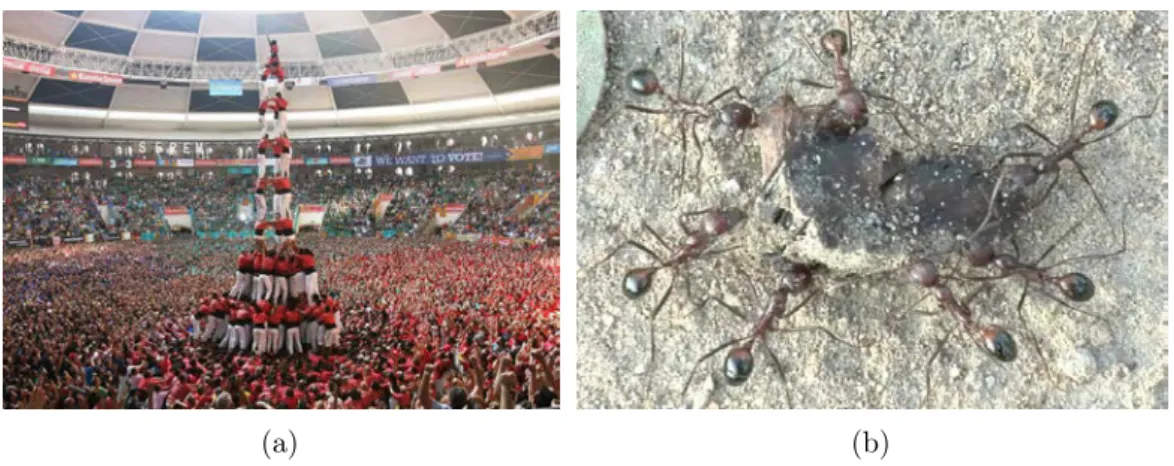 Figure 2.4 – Examples of decentralized behaviors in humans and ants. Fig. 2.4(a): a group of people performing in the 25th castells competition at Tarraco Arena ring in Tarragona, Spain
