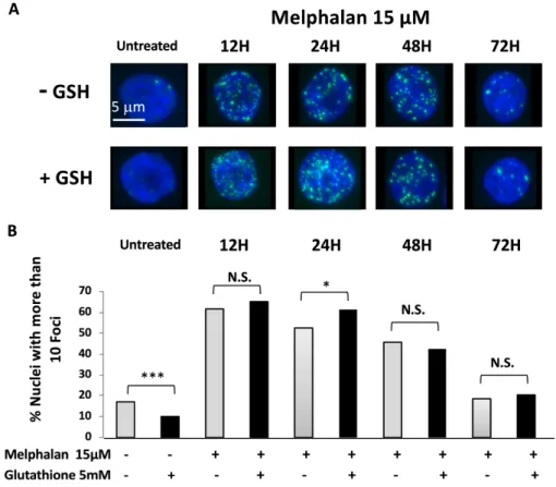 Figure 5. Pretreatment with GSH doesn’t prevent the induction of 53BP1 foci after treatment MM cells  with melphalan