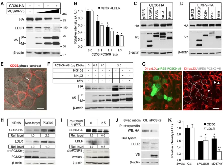 Figure 1. Proprotein convertase subtilisin/kexin type 9 (PCSK9) induces cluster of differentiation 36 (CD36) degradation