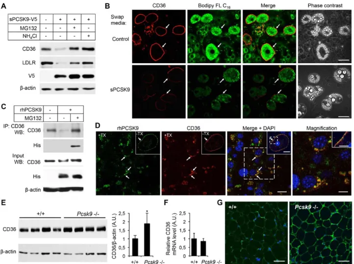 Figure 3. Proprotein convertase subtilisin/kexin type 9 (PCSK9) regulates endogenous cluster of differentiation 36 (CD36) in 3T3-L1  adipocytes and in mouse adipose tissue