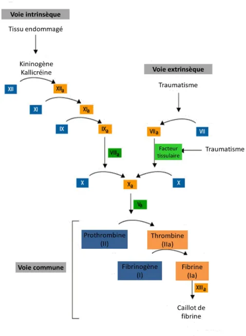 Figure 2 : L’hémostase secondaire (cascade de la coagulation)  63