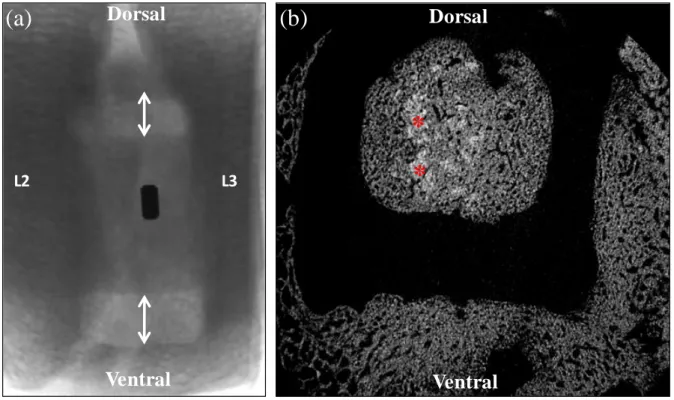 Figure  5.  HE  histological  sagittal  images  of  the  different  tested  conditions  (original  magnification ×20)