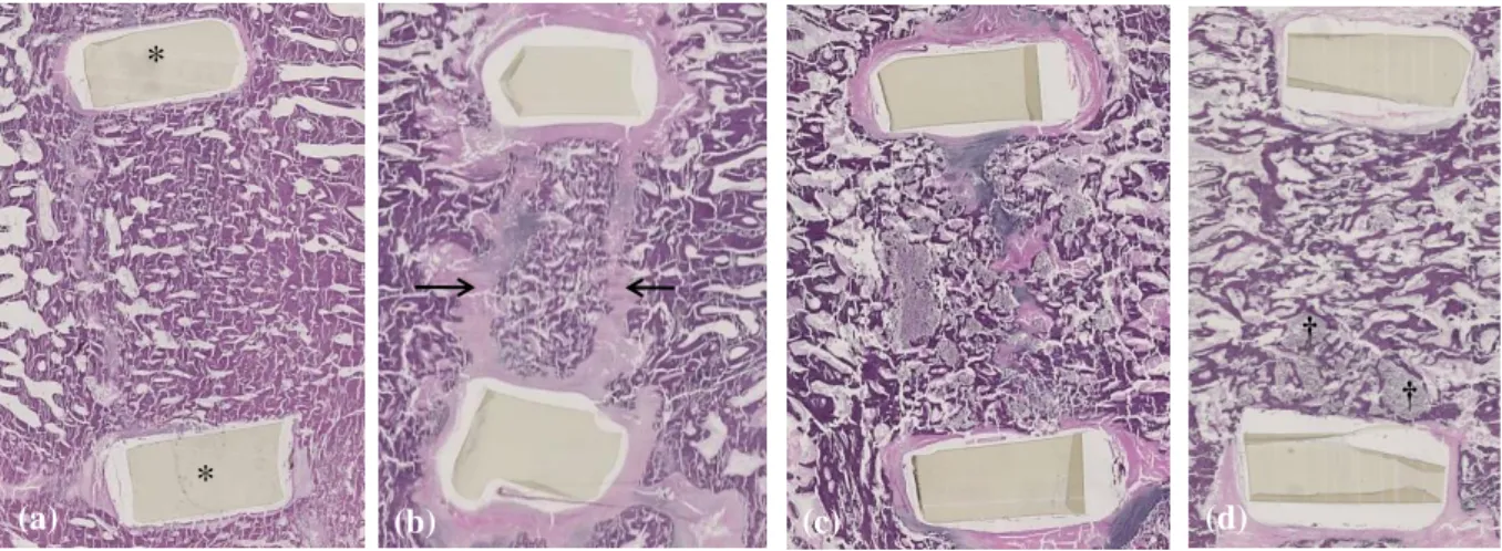 Figure  6.  Movat’spentachrome  stained  histological  sagittal  images  of  the  different  tested  conditions  (original  magnification  ×20)