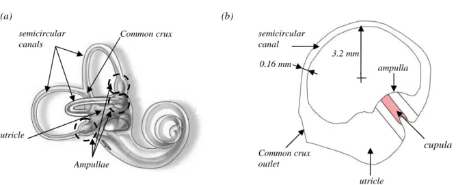 Figure 1. (a) Visualization of the inner ear and close-up sketch of the semicircular canals