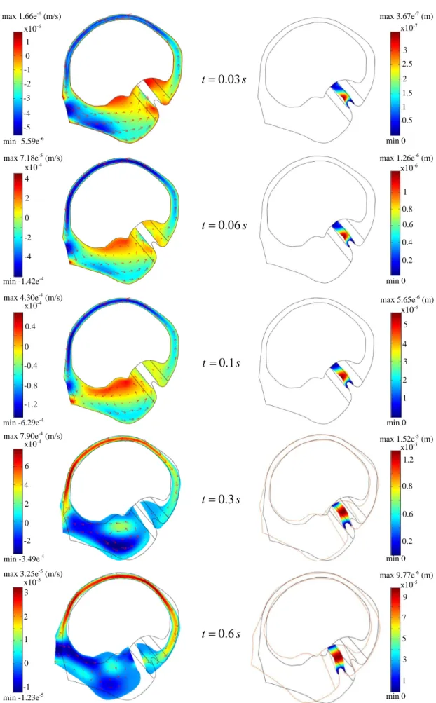 Figure 6. Fluid velocity (left) and cupula displacement (right) at the beginning of the rotation