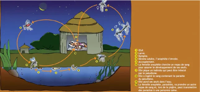 Figure 1.1. La vie de l’anophèle