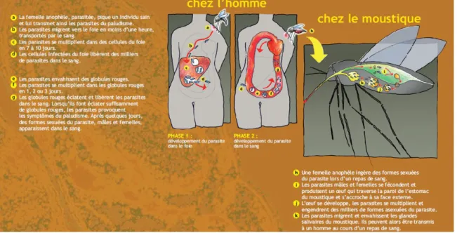 Figure 1.2. Cycle du parasite