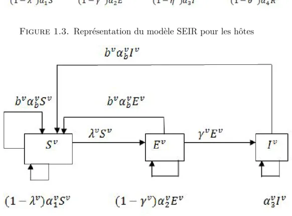 Figure 1.4. Représentation du modèle SEI pour les vecteurs