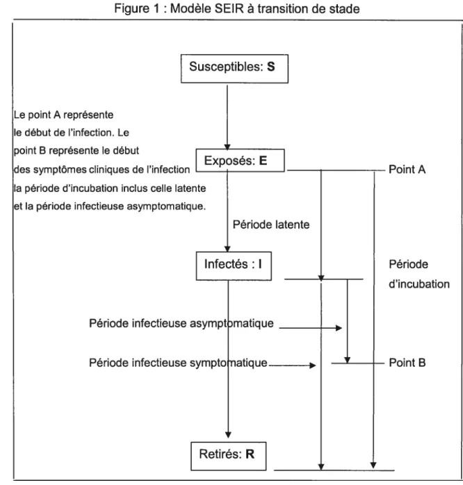 Figure 1: Modèle SEIR à transition de stade