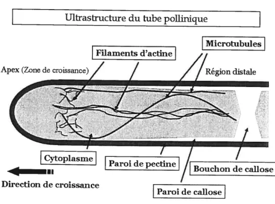 FIG. 2.2: Composition et structure du tube pollinique.