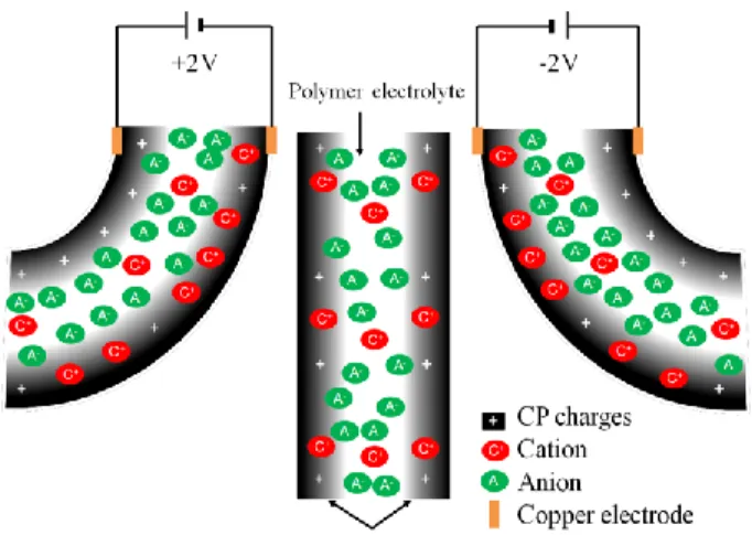 Figure 1. Schematic showing CP trilayer actuation. The dark layers represent the CP layers, which sandwich an  ionic conductive polymer electrolyte membrane, shown in white