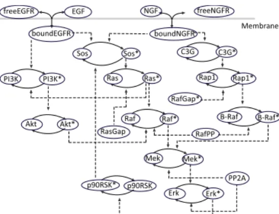 Fig. 3. EGF-NGF pathway