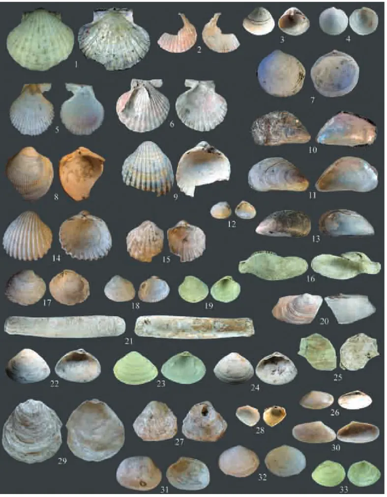 Figure 2 - Les bivalves de Brouage : 1 : Pecten maximus (L=144mm) ; 2 : Aequipecten opercularis (L=60mm) ; 3 : Corbula gibba (L=10mm); 4 : Loripes lucinalis (L=16mm) ; 5 : Mimachlamys varia (L=38mm) ; 6 : Flexopecten glabra (L=35mm) ; 7 : Glycymeris glycym