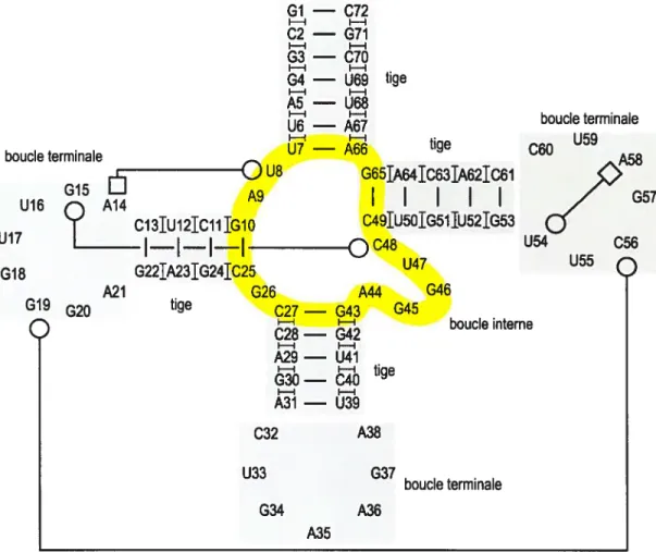 Figure 4 : Structure secondaire de ARNtPhe provenant de la levure. Les appariements de bases suivent la nomenclature de Leontis et Westhof [30] (les cercles indiquent des interfaces W et les carrés des interfaces H)
