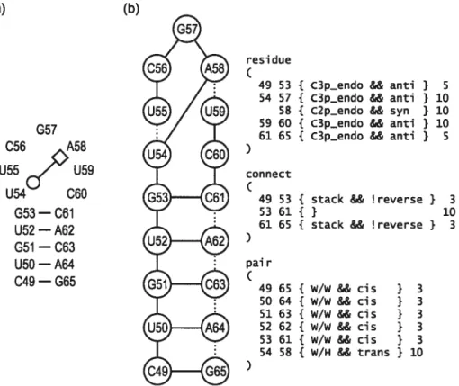 Figure 7: Exemple de graphe de relation pour la structure de la tige-boucle D d’un ARN de transfert (a) Structure secondaire de la tige-boucle D selon la nomenclature de Leontis &amp; Westhof [30]