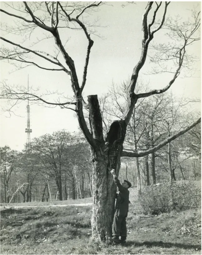 Figure 4: An employee of the city’s Forestry Division analyzes the decrepit state of a tree in autumn 1960