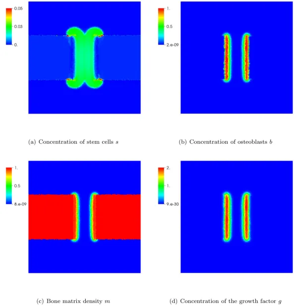 Figure 3: Bone matrix density, concentrations of stem cells, osteoblasts and growth factor at T = 2 days in the isotropic case.