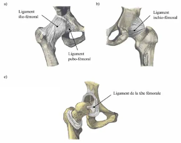 Figure I.2 : Environnement ligamentaire de la hanche droite (Gray 1918). a) Vue ant´ erieure