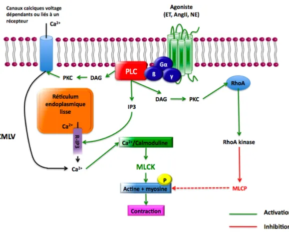 Figure 1 : Mécanismes de contraction des CMLVs. 