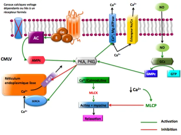 Figure 2 : Mécanismes de relaxation des CMLVs 