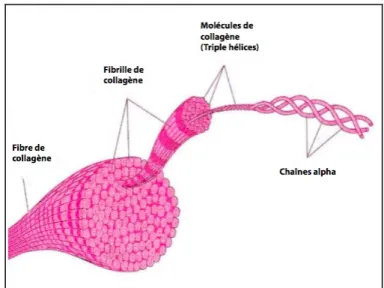 Figure 3 : Représentation d’une fibre de collagène 