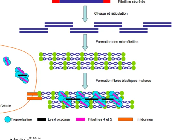 Figure 4 : Représentation de l’élastogenèse 