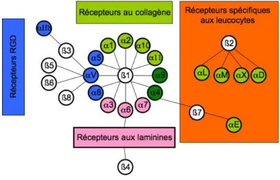 Figure 9 : Sous-groupes d’intégrines 