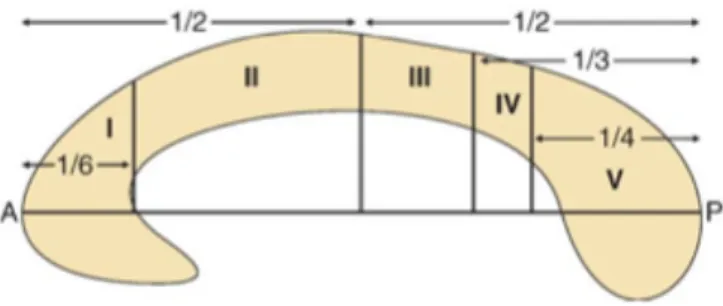 Figure  2.  Parcellation  approach  of  the  corpus  callosum  (CC)  into  five  subdivisions
