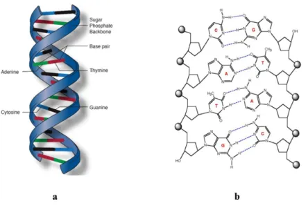 Figure 2. (a) Double helical structure of DNA molecule with sugar and phosphate backbone in  each strand