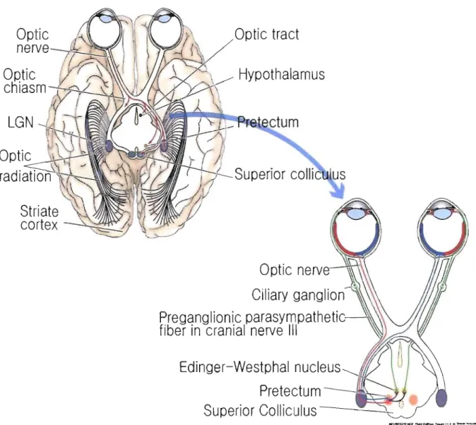 Figure 2:  Optic tract. Optic nerves from  the gaglion cells in the nasal half of each retina cross  each other in optic chiasm and reach the contralateral part of the pnmary visuaJ  cortex