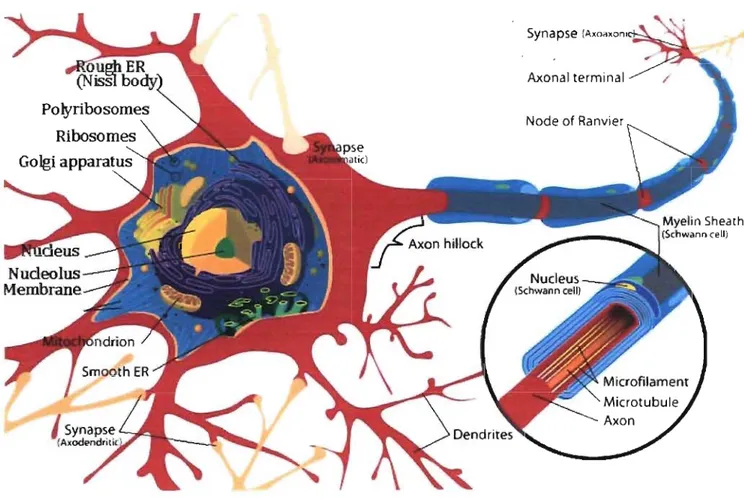 Figure 5:  Structure ofa neuron. Neuron is consisted ofaxon, dendrite and  soma (cell body)