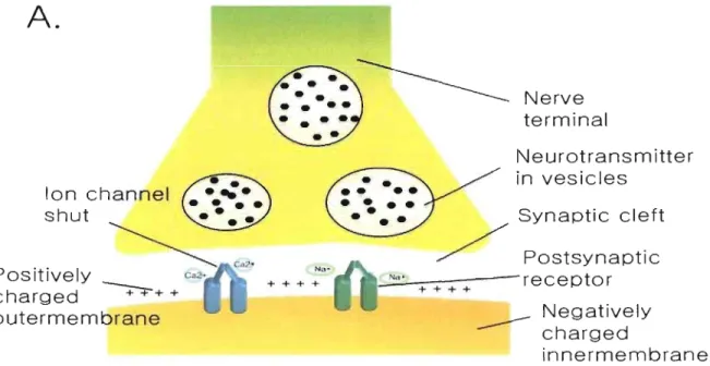 Figure 6:  Synapse and  action potential.  CA)  Action potential  is  propagated through synapse and  delivered to next cell