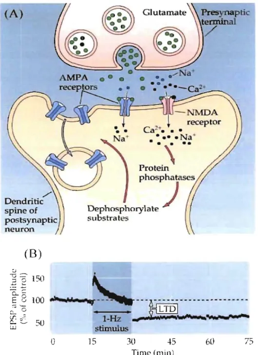 Figure  8:  Long-term  depression.  (A)  Dephosphorylation  mechanism  induces  intemalization  of  AMP AR