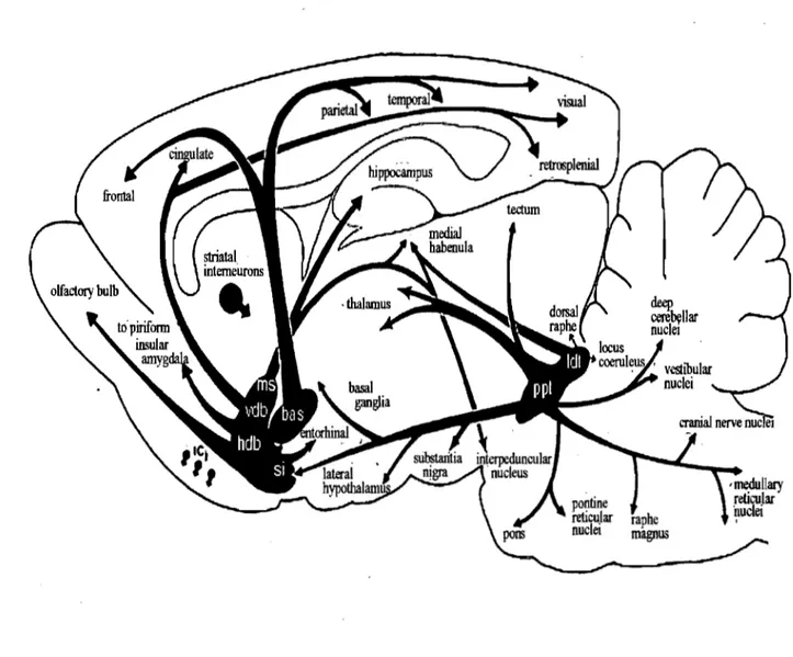 Figure 9: Rat cholinergic central pathway. Diagonal band of Broca (vdb&amp; hdb) is the main ACh  distributor in the occipital cortex (Gaykema et al.,  1990; Zaborsky et al., 1997)