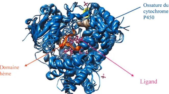 Figure 1. Structure du cytochrome P45 0, Source: