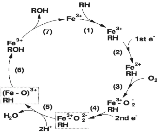 Figure 2. Cycle catalytique du cytochrome p450, Source : www.tcm.phy.cam.ac.ukkmds2l/.