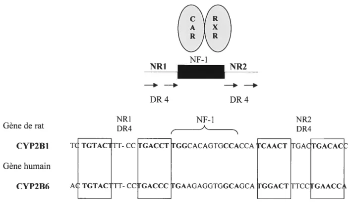 Figure 4. Élément de réponse au phénobarbital sur les gènes de la famille CYP2B: les gènes contiennent des sites de liaison au récepteur nucléaire (NR1 et NR2) entourant un site de liaison à un facteur de transcription NF-l)