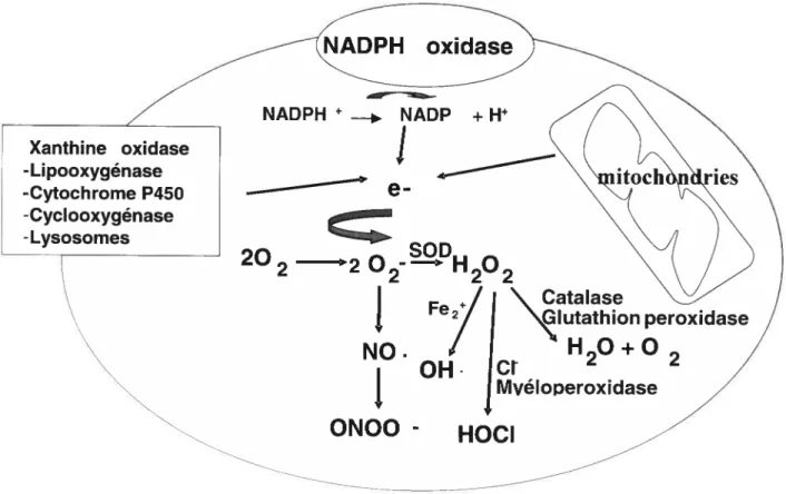 Figure 5. Les principaux dérivés radicalaires de l’oxygène et leur source